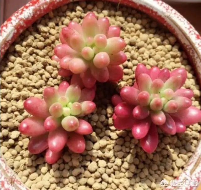 不同的多肉植物,在度夏时,有什么区别吗?