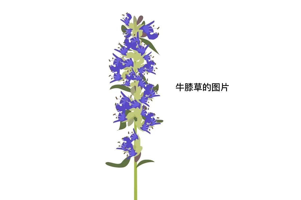 牛膝草的图片
