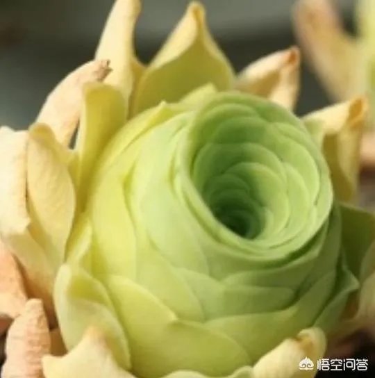 不同的多肉植物,在度夏时,有什么区别吗?