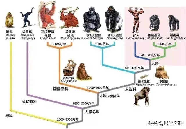 木卫二有海洋吗?有人说木卫二的海洋中存在类似海豚的生命,对吗?
