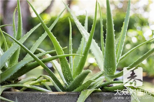 芦苇叶子包粽子