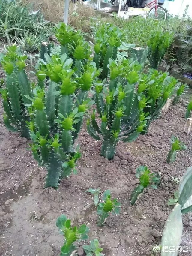 龙骨花和量天尺如何区分?