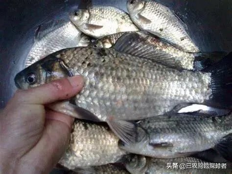 鱼塘随便放三四条小鲫鱼能繁殖越来越多吗?