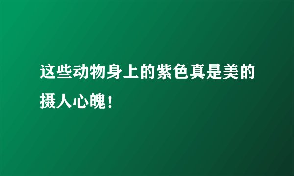 这些动物身上的紫色真是美的摄人心魄!