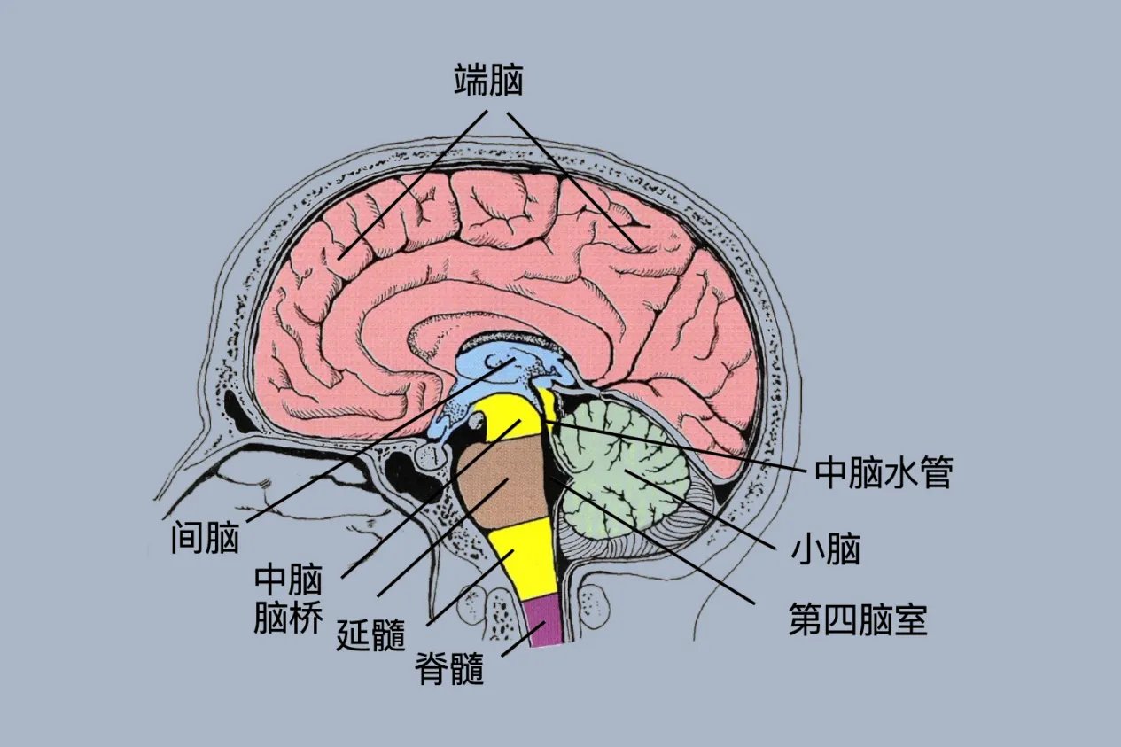 脑结构图