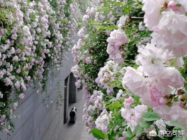 月季树