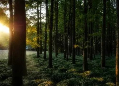 绿色植物的作用有哪些 绿色植物的四大作用