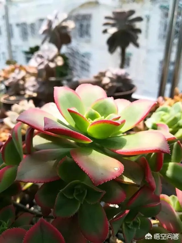 不同的多肉植物,在度夏时,有什么区别吗?