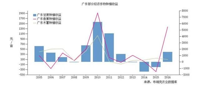 香蕉是树还是草，香蕉是怎么种的，收益如何？