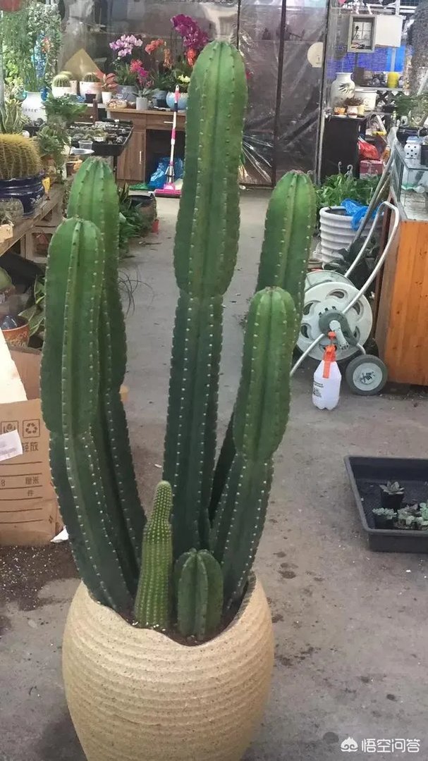 龙骨花和量天尺如何区分?