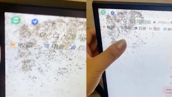 海口女子喝奶茶溅显示器上,引蚂蚁钻进电脑屏幕筑巢,它们是怎么进去的?