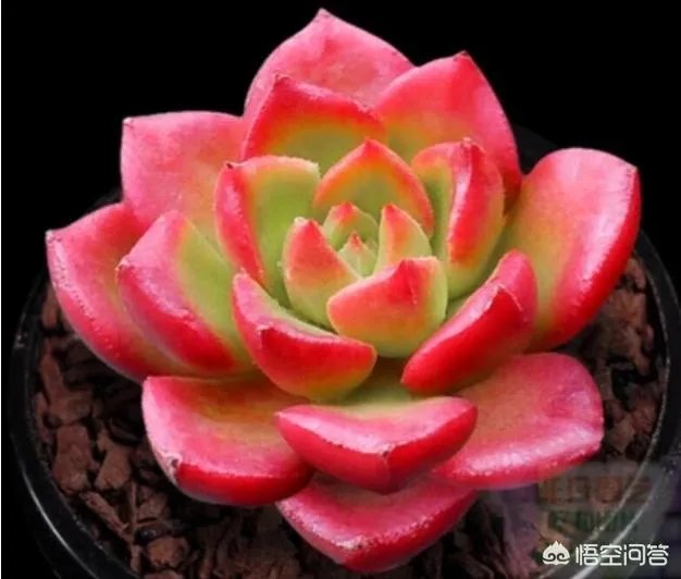 不同的多肉植物,在度夏时,有什么区别吗?
