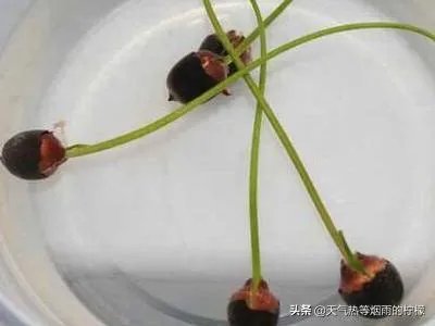 碗莲入土方法图解?