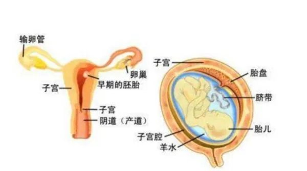 为什么人一定要繁衍后代?