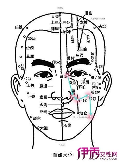 脸部经络图解大图