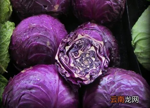 甘蓝类蔬菜有哪些种类,甘蓝菜图片