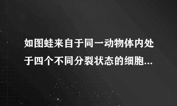如图蛙来自于同一动物体内处于四个不同分裂状态的细胞图示.请据图回答:(1)图中含有同源染色体的是 ①、②、③ (填写序号).(2)由图 ④ 可判断上述细胞来自于 雌性 (雄性/雌性)动物.(3)图中染色体与DNA含量之比为1:2的细胞是 ②、③ (填写序号).