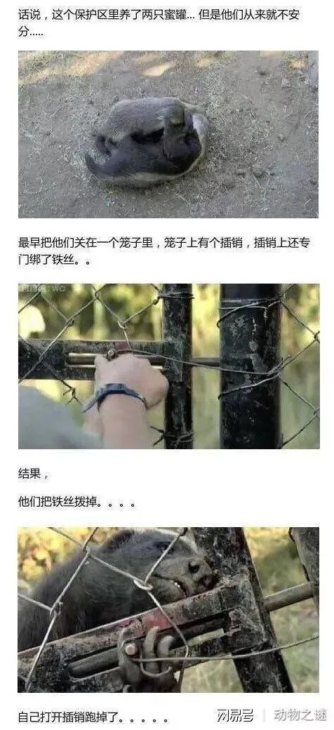 平头哥蜜獾到底有多强大?