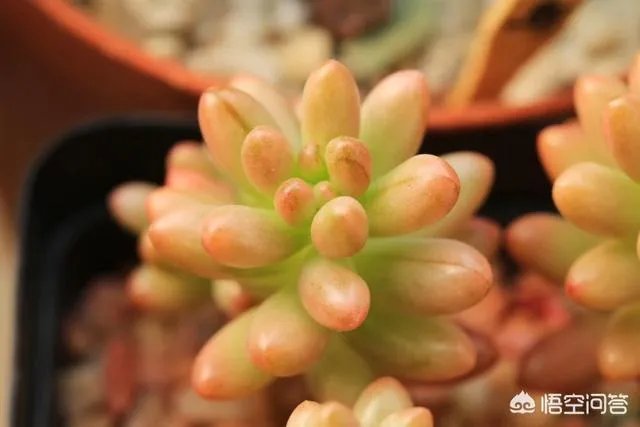 不同的多肉植物,在度夏时,有什么区别吗?