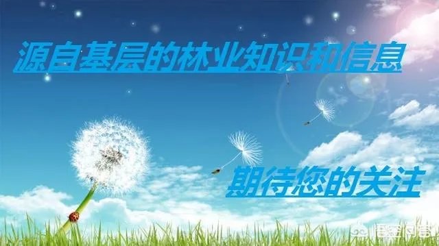 什么价格能买到真的良种油茶苗?