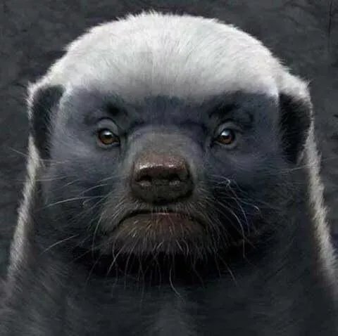 平头哥蜜獾到底有多强大?