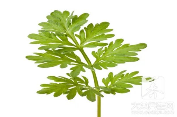 干柳蒿芽的作用与功效