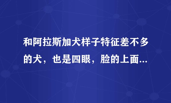 和阿拉斯加犬样子特征差不多的犬，也是四眼，脸的上面一般黑，下面脸和胸口白色，四脚白色。体型只有四分