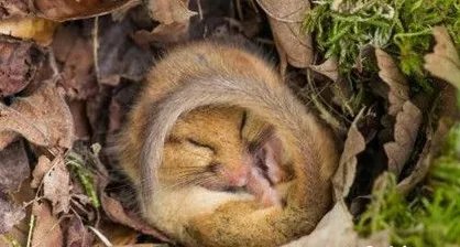 动物为什么要冬眠?动物冬眠的原因有哪些?