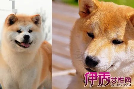 秋田犬智商怎样