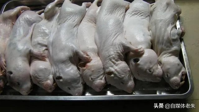 疫情后,竹鼠养殖前景会如何?