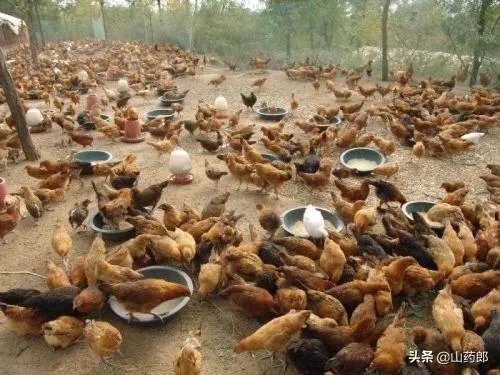 我想回家养鸡,但找不到销路怎么办?