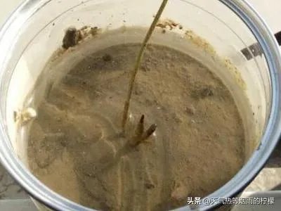 碗莲入土方法图解?