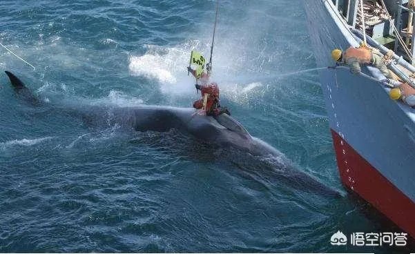 日本退出《全球禁止捕鲸公约》是出于政治目的还只是经济目的?