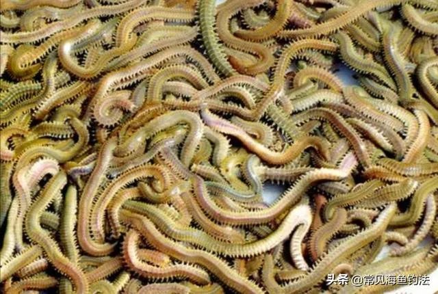 海中钓鱼用什么饵?
