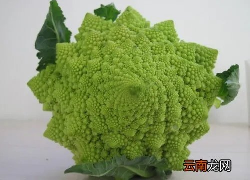 甘蓝类蔬菜有哪些种类,甘蓝菜图片