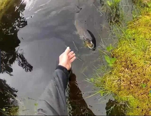 谁可以分享一下路亚钓鱼技巧?