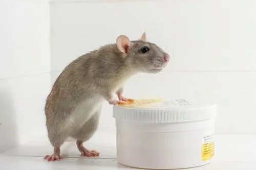 江西大余的有奖全民灭鼠,灭的是哪一个老鼠品种?