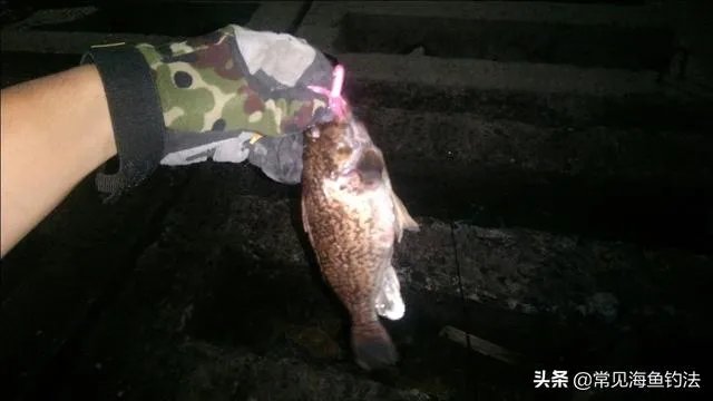 海中钓鱼用什么饵?