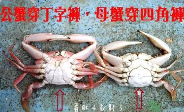 九月份吃公蟹还是母蟹?公蟹和母蟹哪个更好吃?
