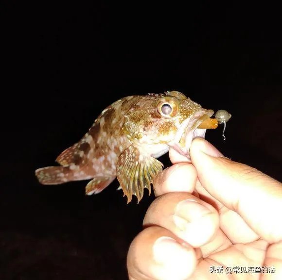 海中钓鱼用什么饵?