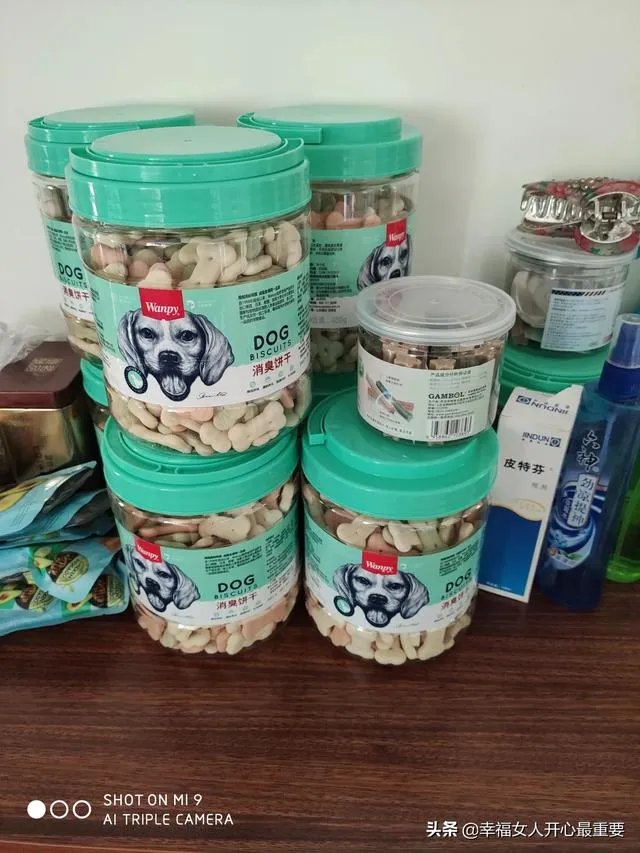 养一只柯基一年大概要多少钱?