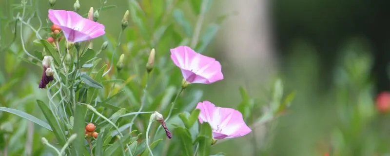 牵牛花的毒性