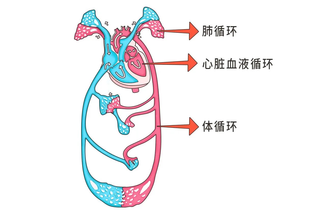 心脏血液循环图