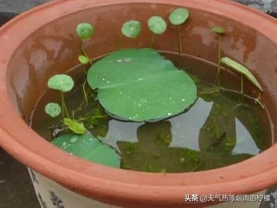 碗莲入土方法图解？