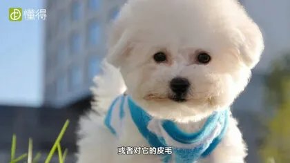 什么是卷毛比熊犬（图文）
