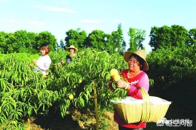 仙桃的旧名