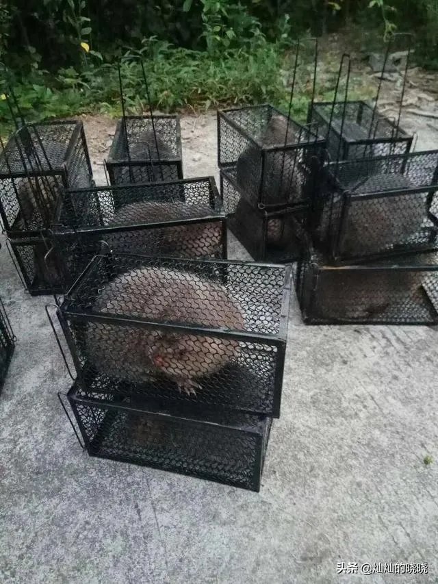 疫情后,竹鼠养殖前景会如何?