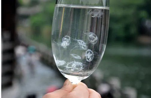 什么叫桃花水母？