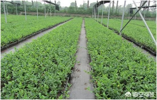 什么价格能买到真的良种油茶苗?