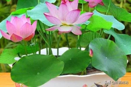 碗莲入土方法图解?